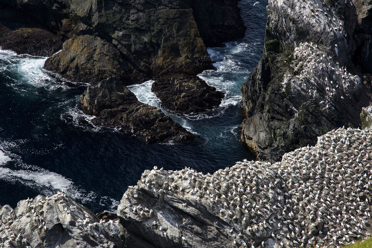 <p>Northern gannet (Sula basana), Hermaness</p>