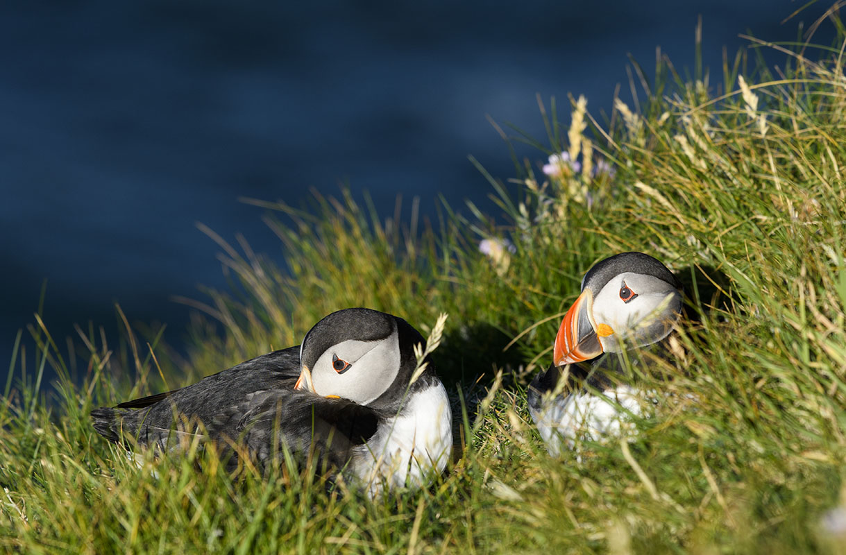 <p>Papuchalk bělobradý (Fratecula arctica), Hermaness</p>