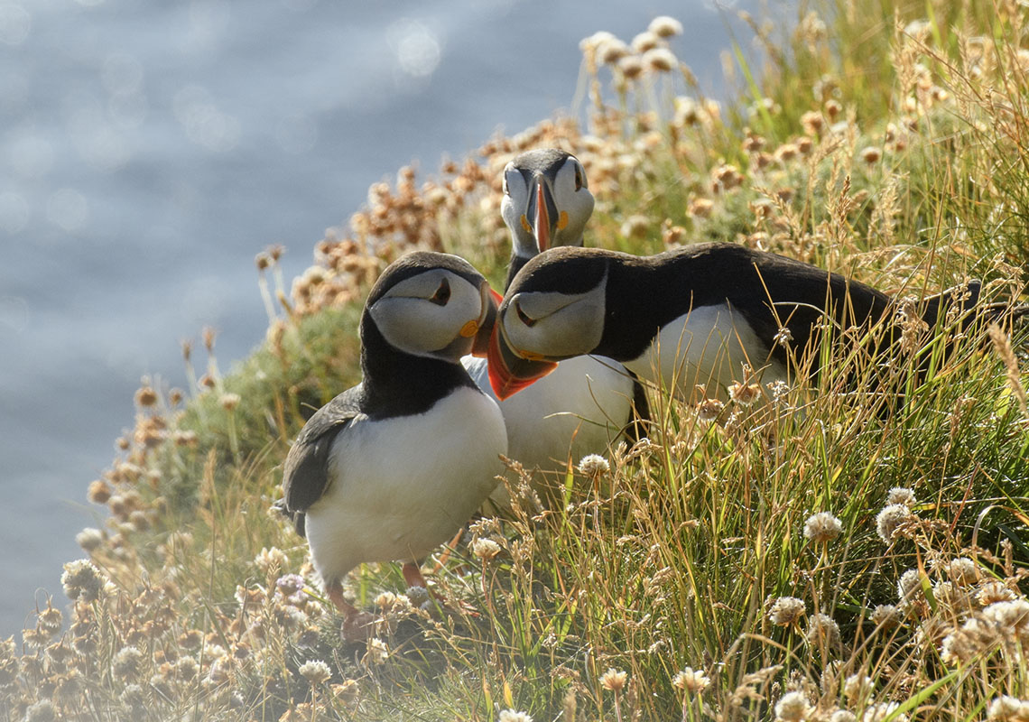 <p>Papuchalk bělobradý (Fratercula Arctica), Sumburgh</p>