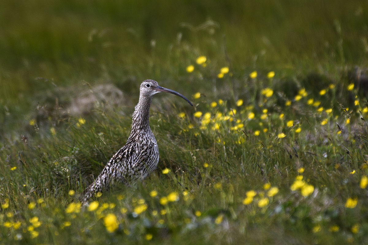 <p>Koliha velká (Numenius arquata), Unst</p>