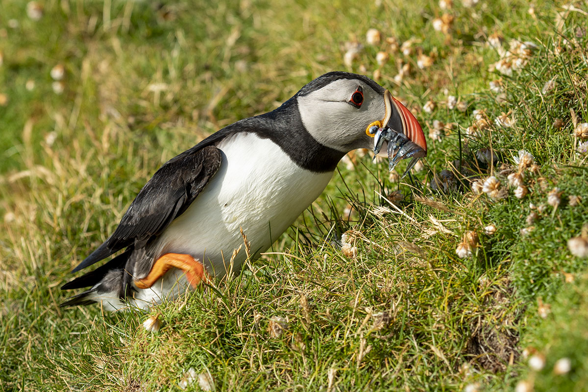 <p>Papuchalk bělobradý (Fratecula arctica), Hermaness</p>