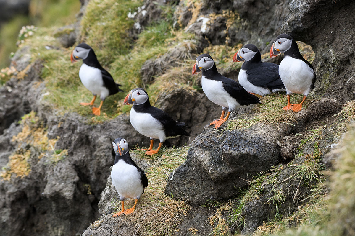 <p>Papuchalk bělobradý (Fratecula arctica), Hermaness</p>