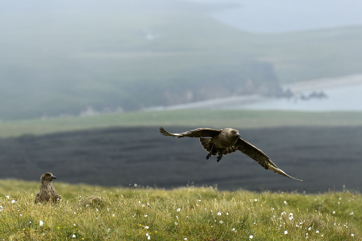 <p>Great skua (Catharacta skua), Unst</p>