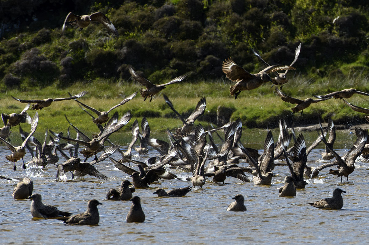 <p>Chaluha velká (Catharacta skua), Unst</p>