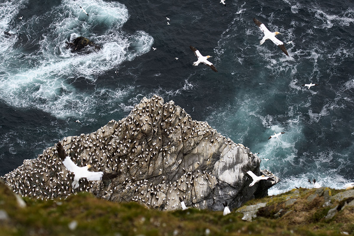 <p>Northern gannet (Sula basana), Hermaness</p>