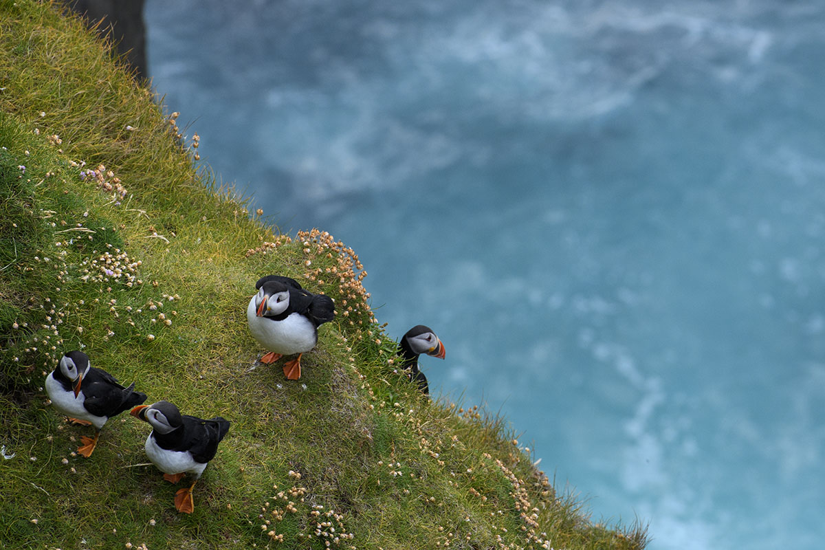 <p>Papuchalk bělobradý (Fratercula arctica), Hermanness</p>