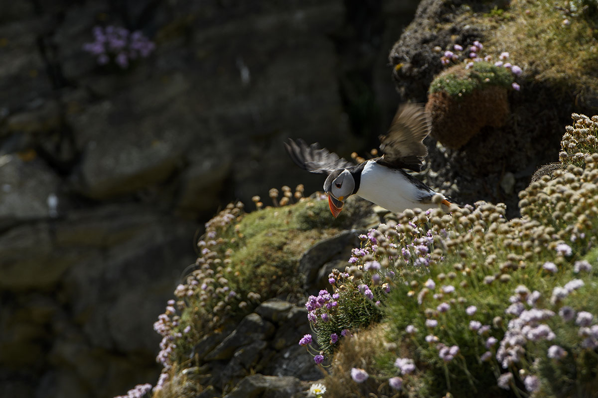 <p>Atlantic puffin (Fratercula arctica), Sumburgh</p>