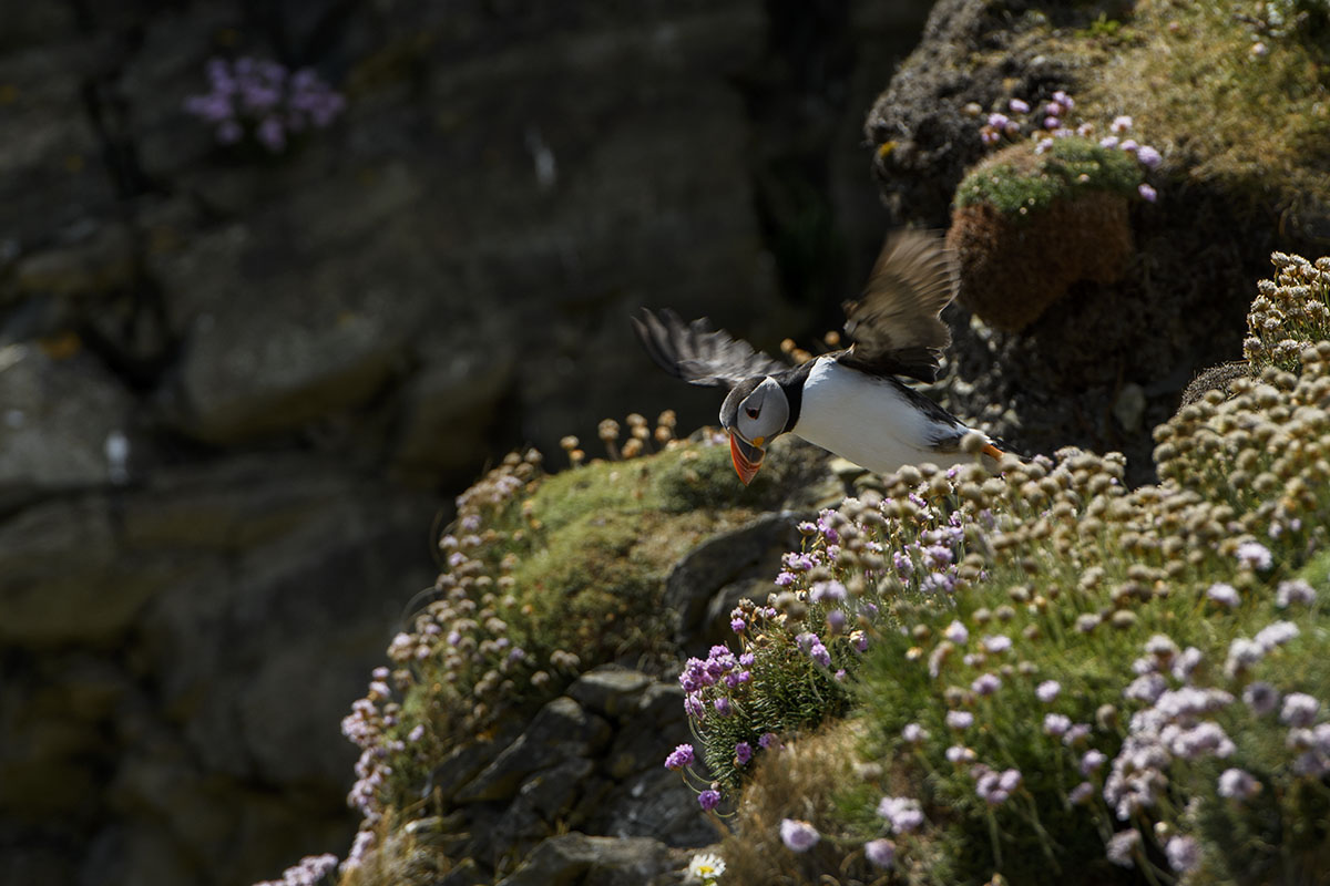 <p>Papuchalk bělobradý (Fratercula arctica), Sumburgh</p>