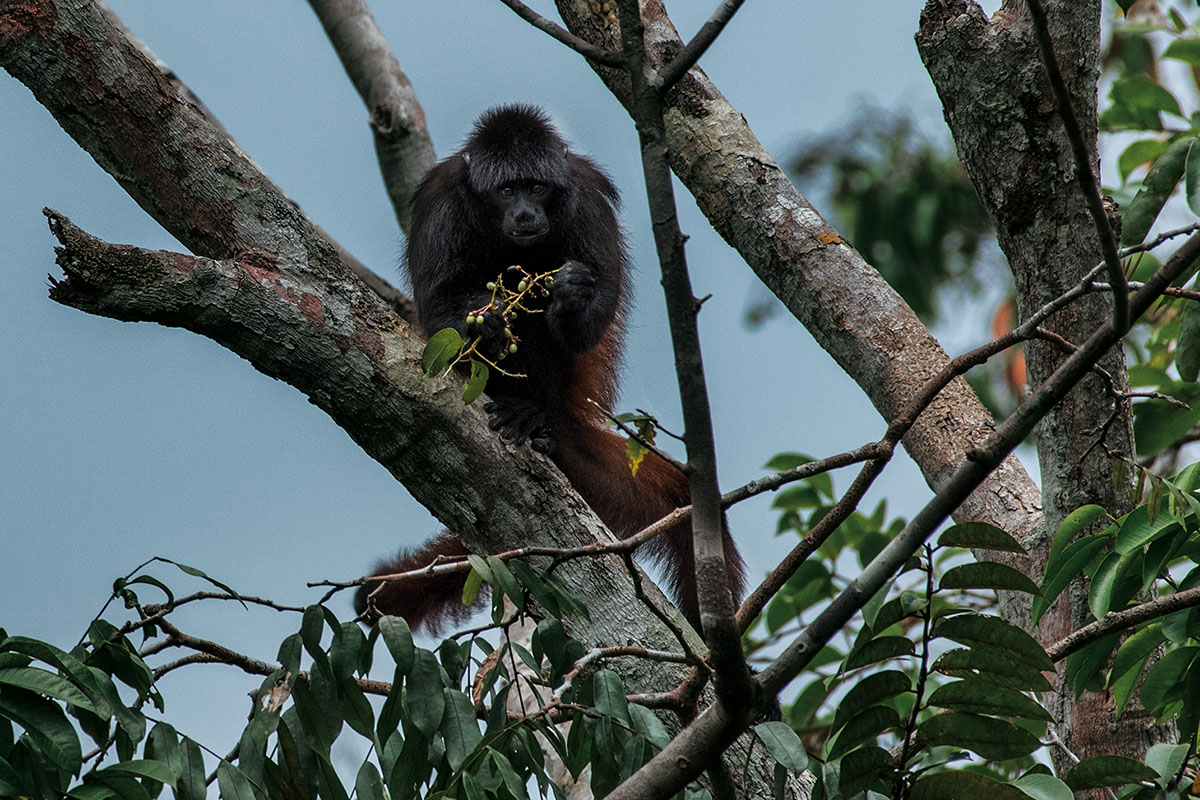 <p>Cacajao hosomi, Serrania de la Neblina</p>