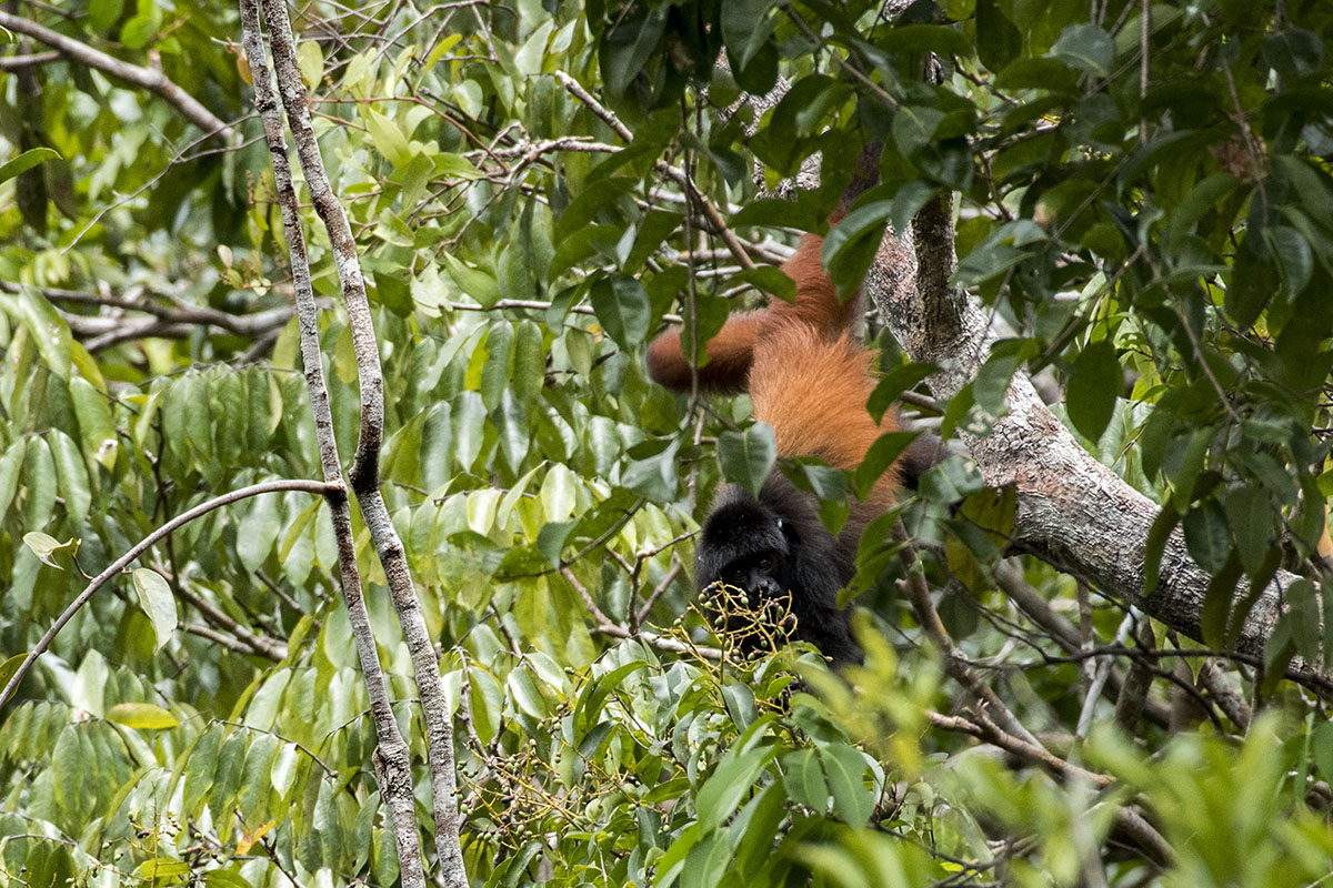 <p>Cacajao hosomi, Serrania de la Neblina</p>