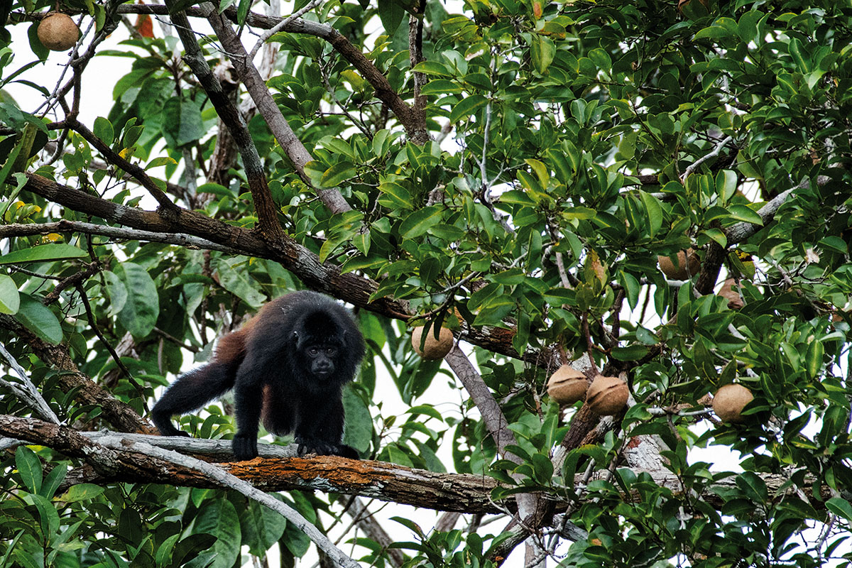 <p>Cacajao hosomi, Serrania de la Neblina</p>