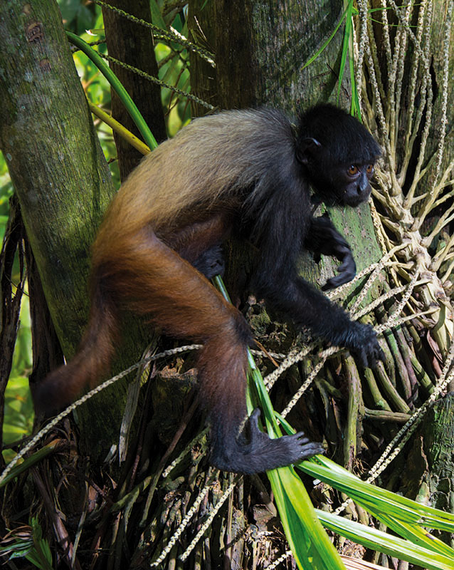 <p>Cacajao melanocephalus, Brazo Casiquiare</p>