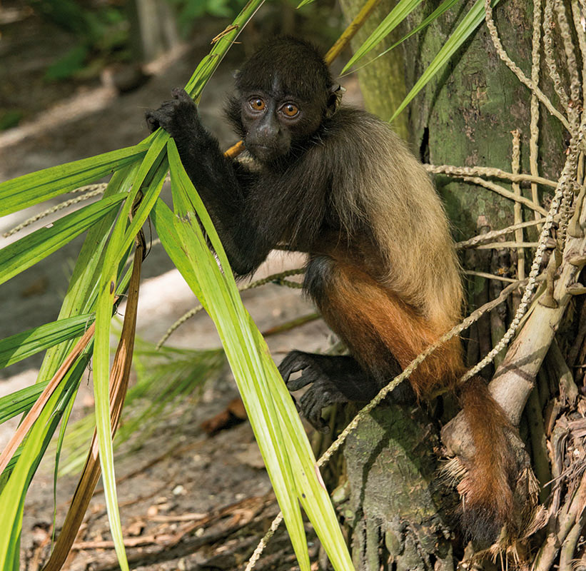 <p>Cacajao melanocephalus, Brazo Casiquiare</p>